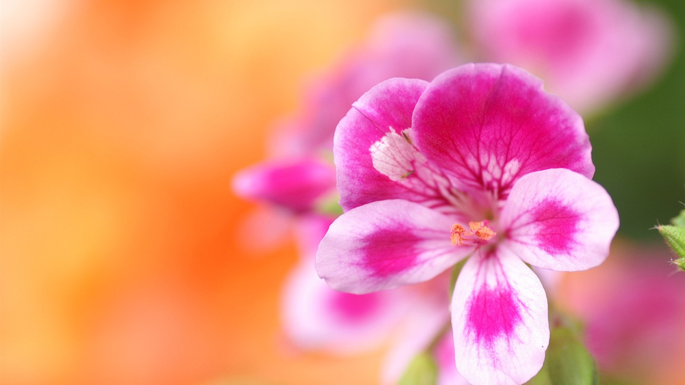 個人花卉攝影壁紙 #11 - 1366x768