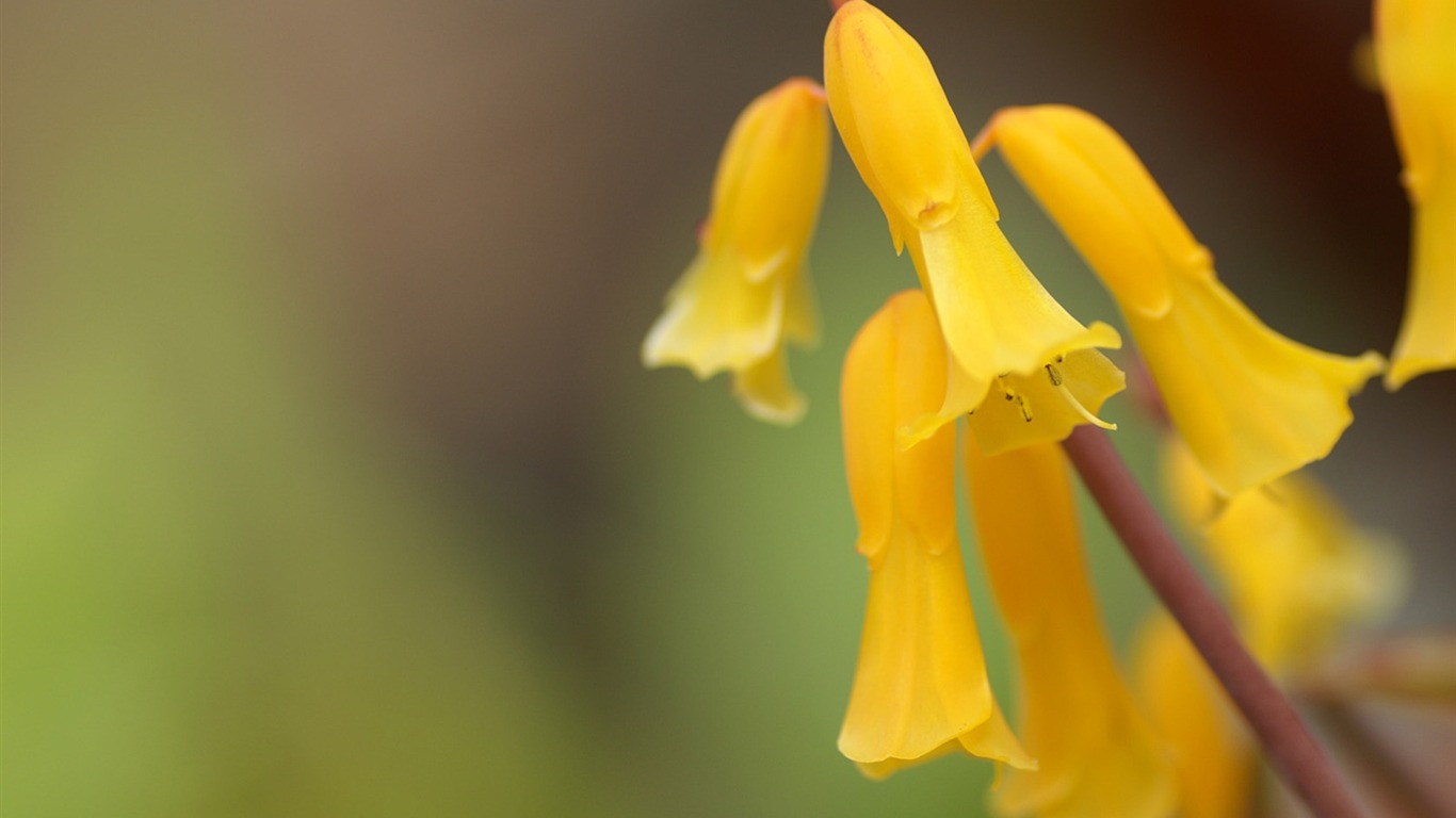 個人の花の壁紙 #12 - 1366x768