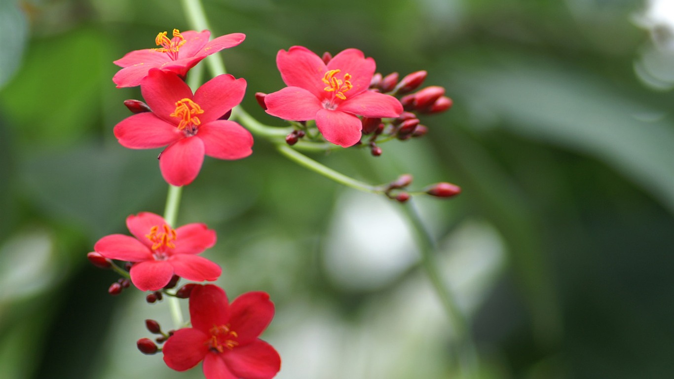 Flores Fondos de Personal #15 - 1366x768