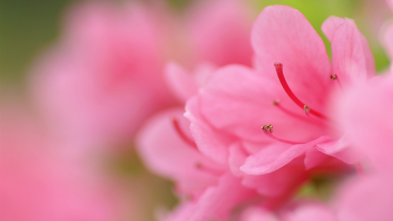 個人花卉攝影壁紙 #17 - 1366x768
