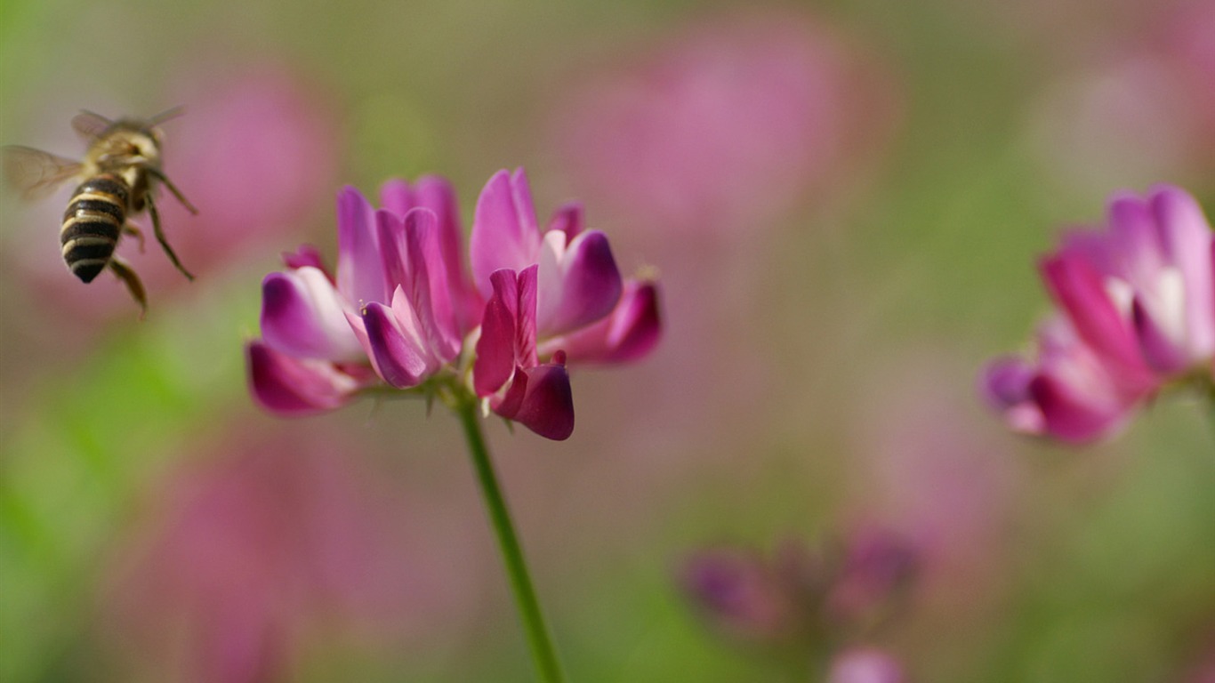 个人花卉摄影壁纸23 - 1366x768