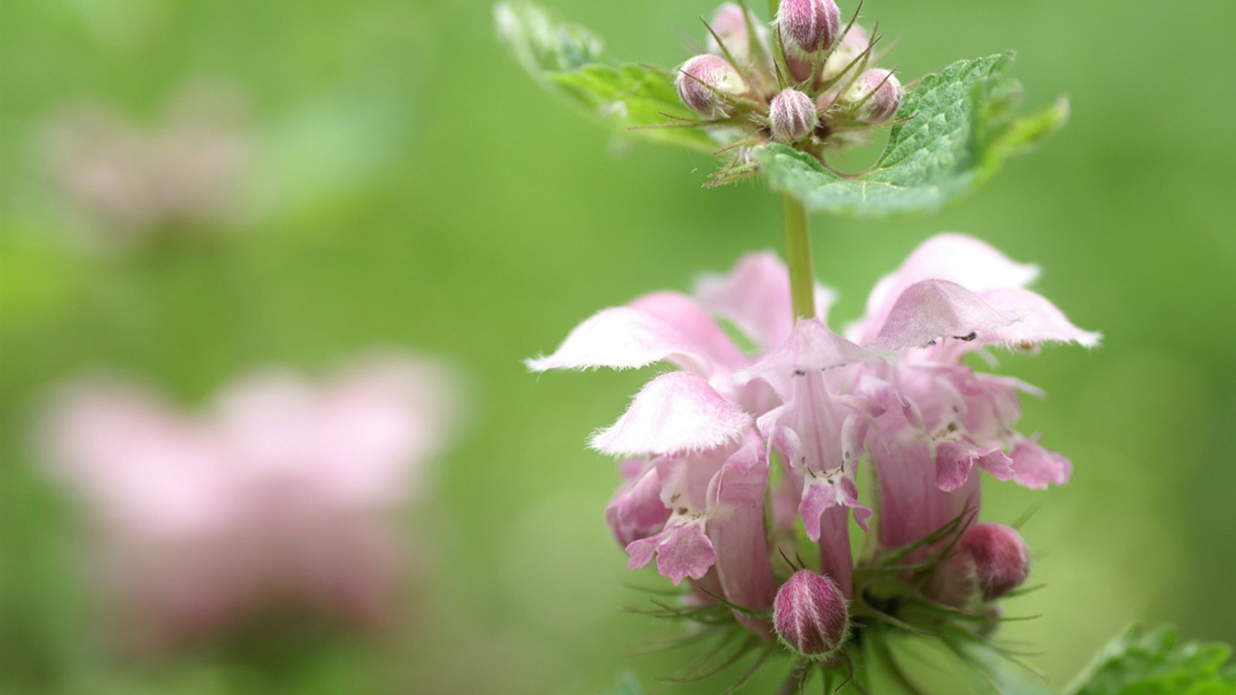 個人の花の壁紙 #24 - 1366x768