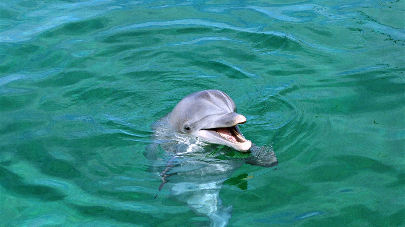 海豚寫真壁紙專輯 #5 - 1366x768