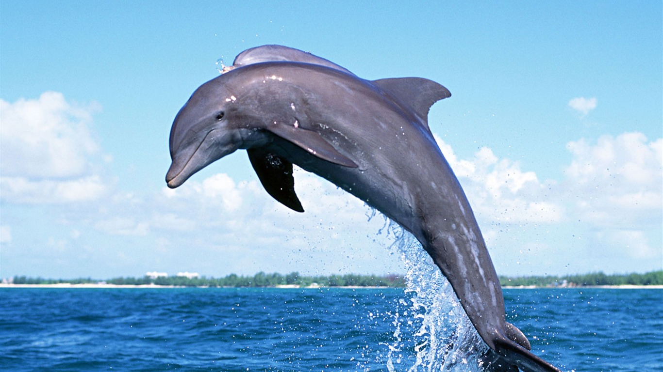 Dolphin Photo Wallpaper #10 - 1366x768