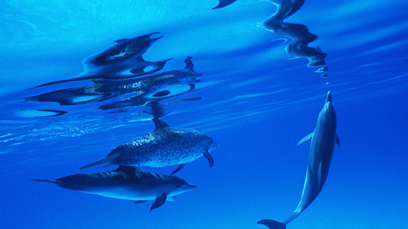 海豚寫真壁紙專輯 #25 - 1366x768
