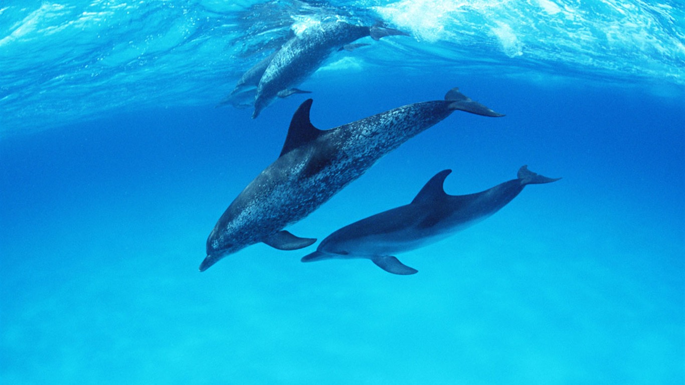 海豚寫真壁紙專輯 #27 - 1366x768