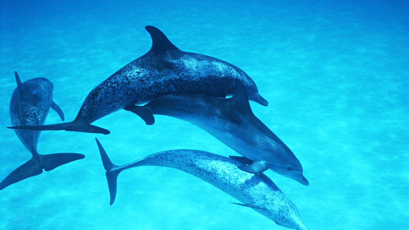 Dolphin Photo Wallpaper #28 - 1366x768