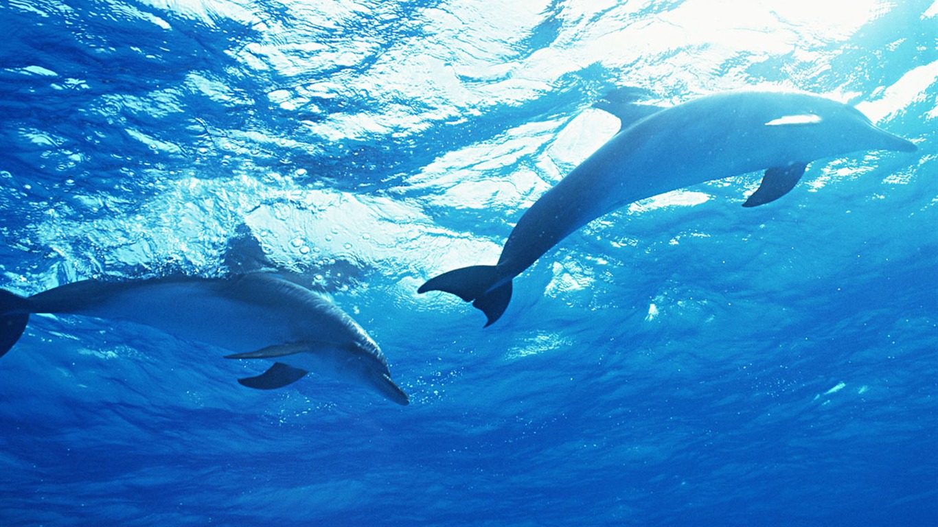 海豚寫真壁紙專輯 #35 - 1366x768