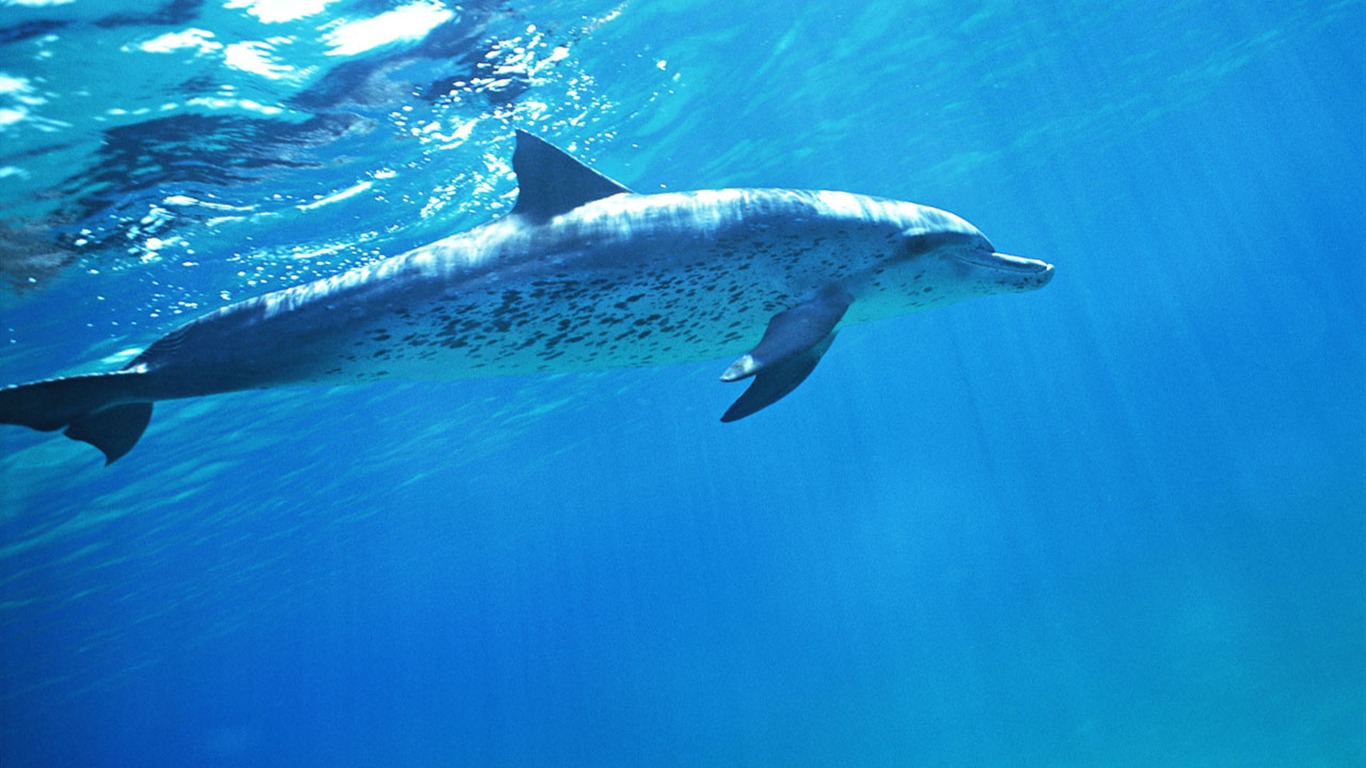 海豚寫真壁紙專輯 #36 - 1366x768