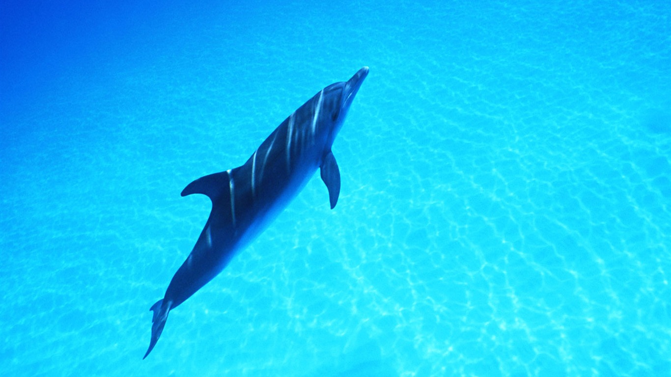 海豚寫真壁紙專輯 #38 - 1366x768