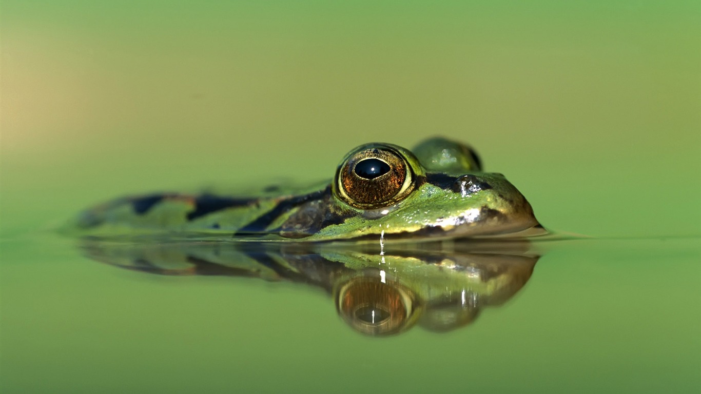 Zábava Svět zvířat #4 - 1366x768