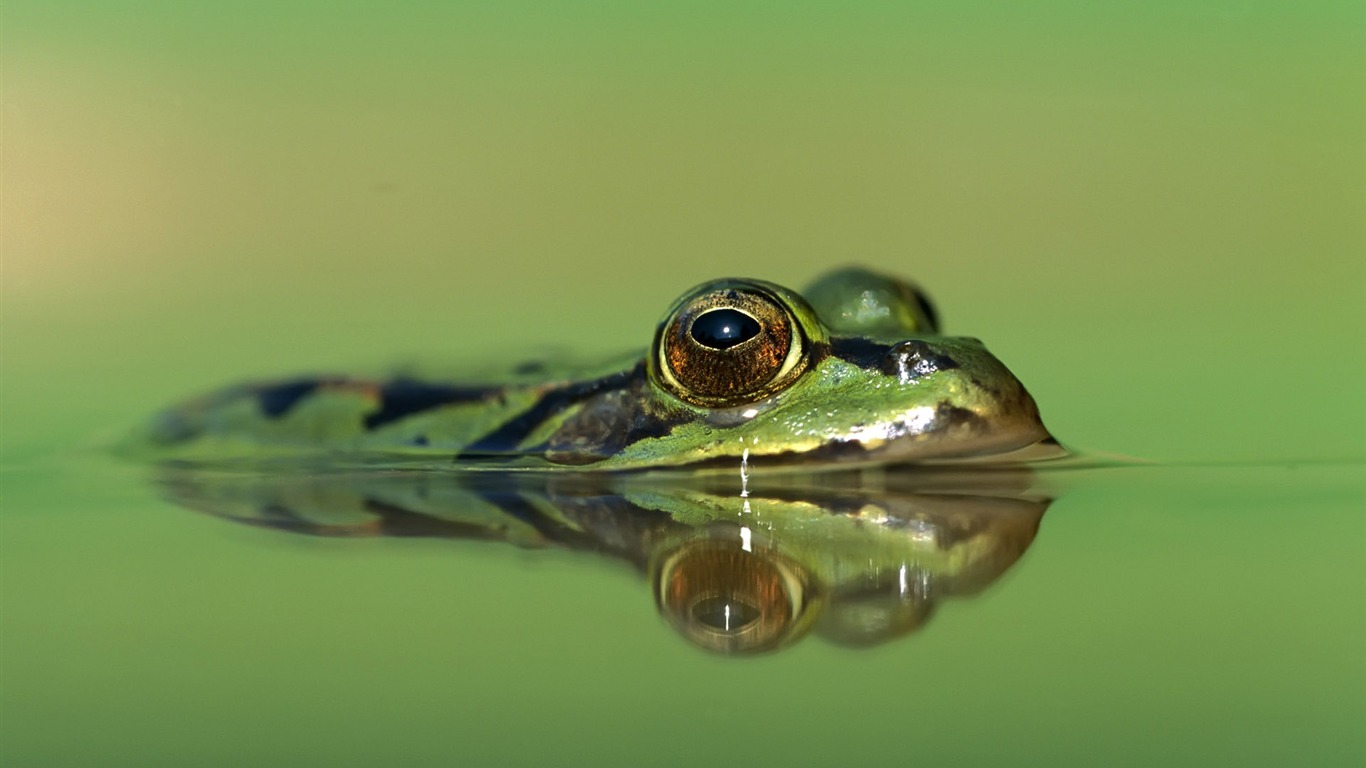 繽紛動物大世界 #4 - 1366x768