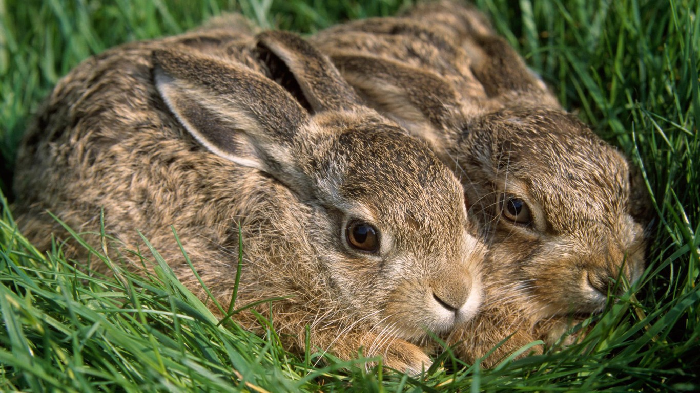 Zábava Svět zvířat #9 - 1366x768