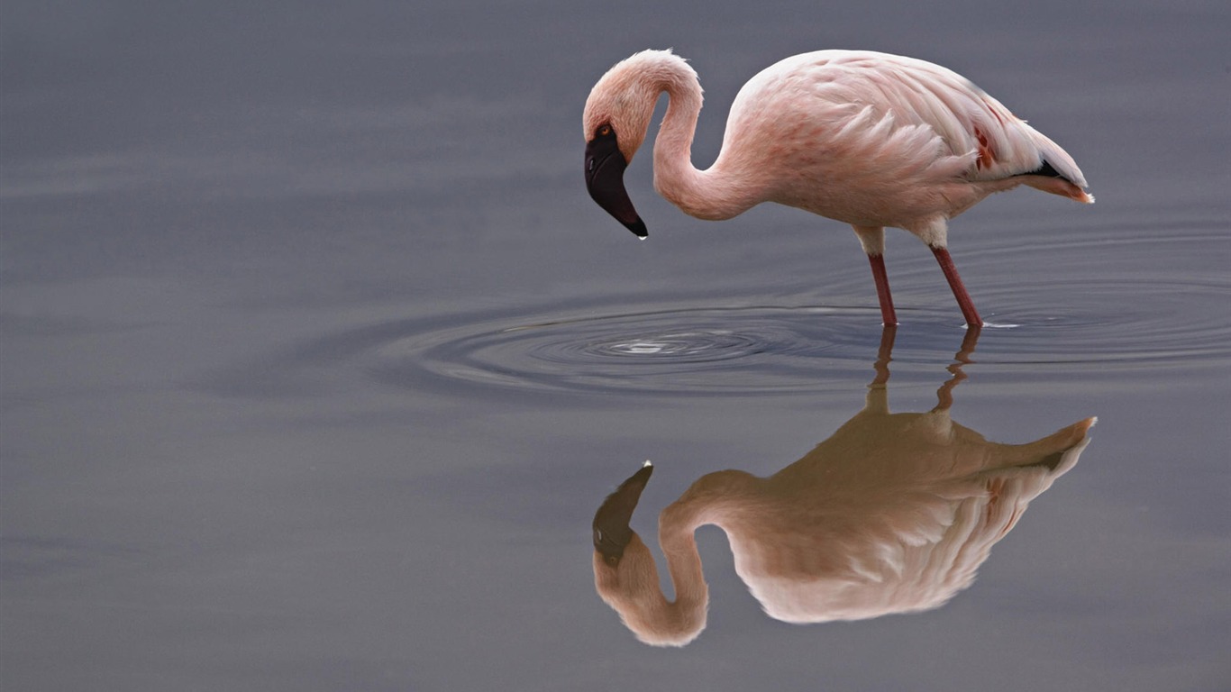 Fun Animal World #17 - 1366x768