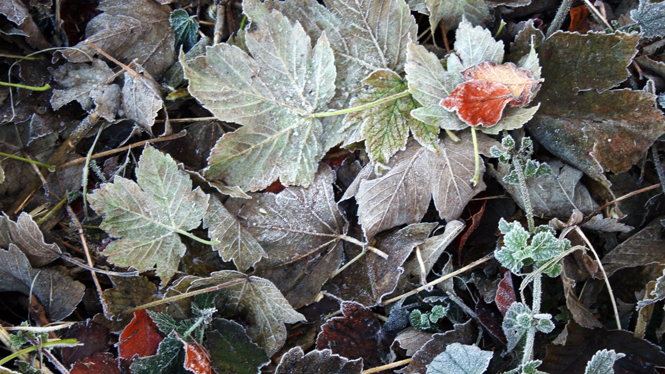 冰雪植物壁纸专辑1 - 1366x768