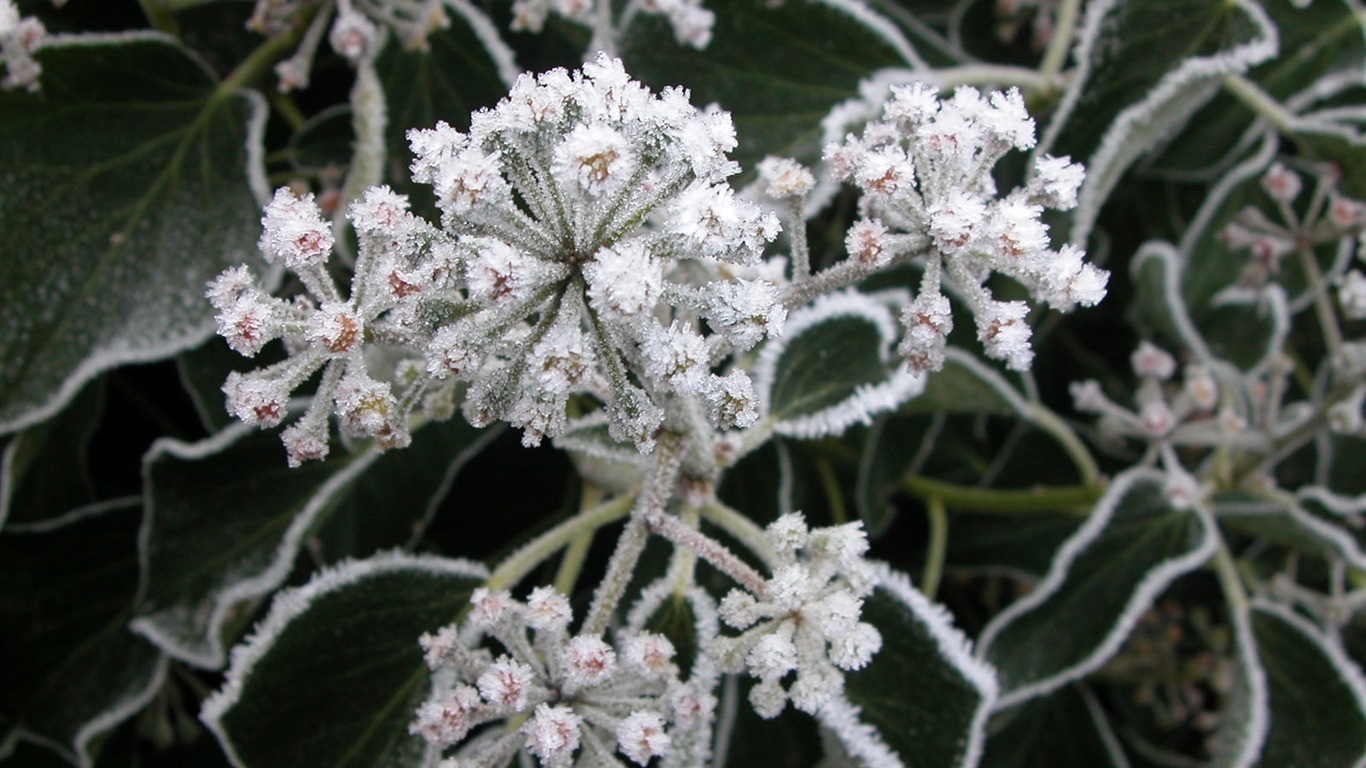 冰雪植物壁紙專輯 #3 - 1366x768