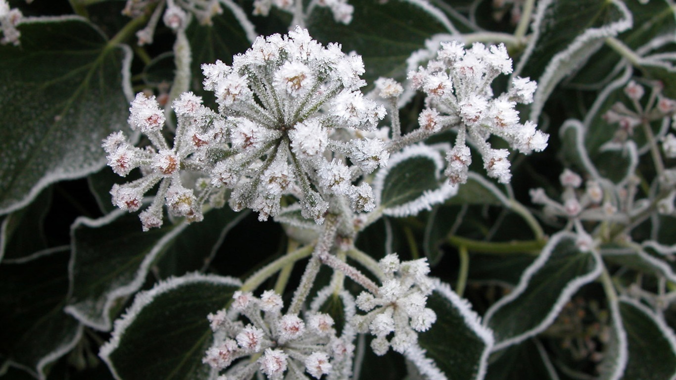 冰雪植物壁纸专辑3 - 1366x768