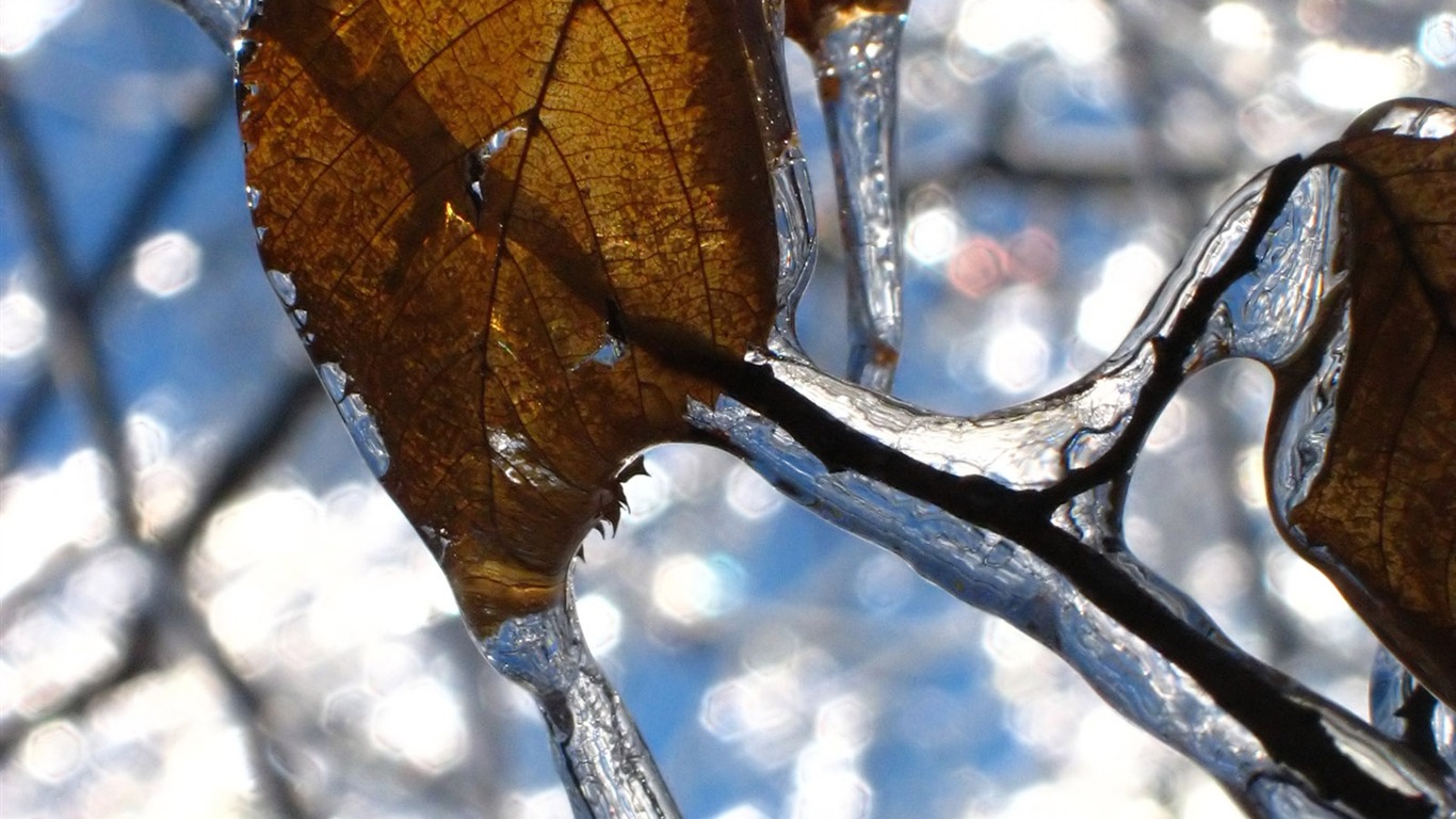 冰雪植物壁紙專輯 #4 - 1366x768