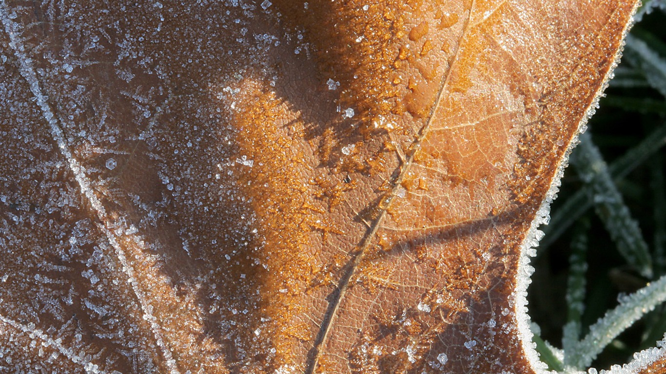 冰雪植物壁紙專輯 #5 - 1366x768