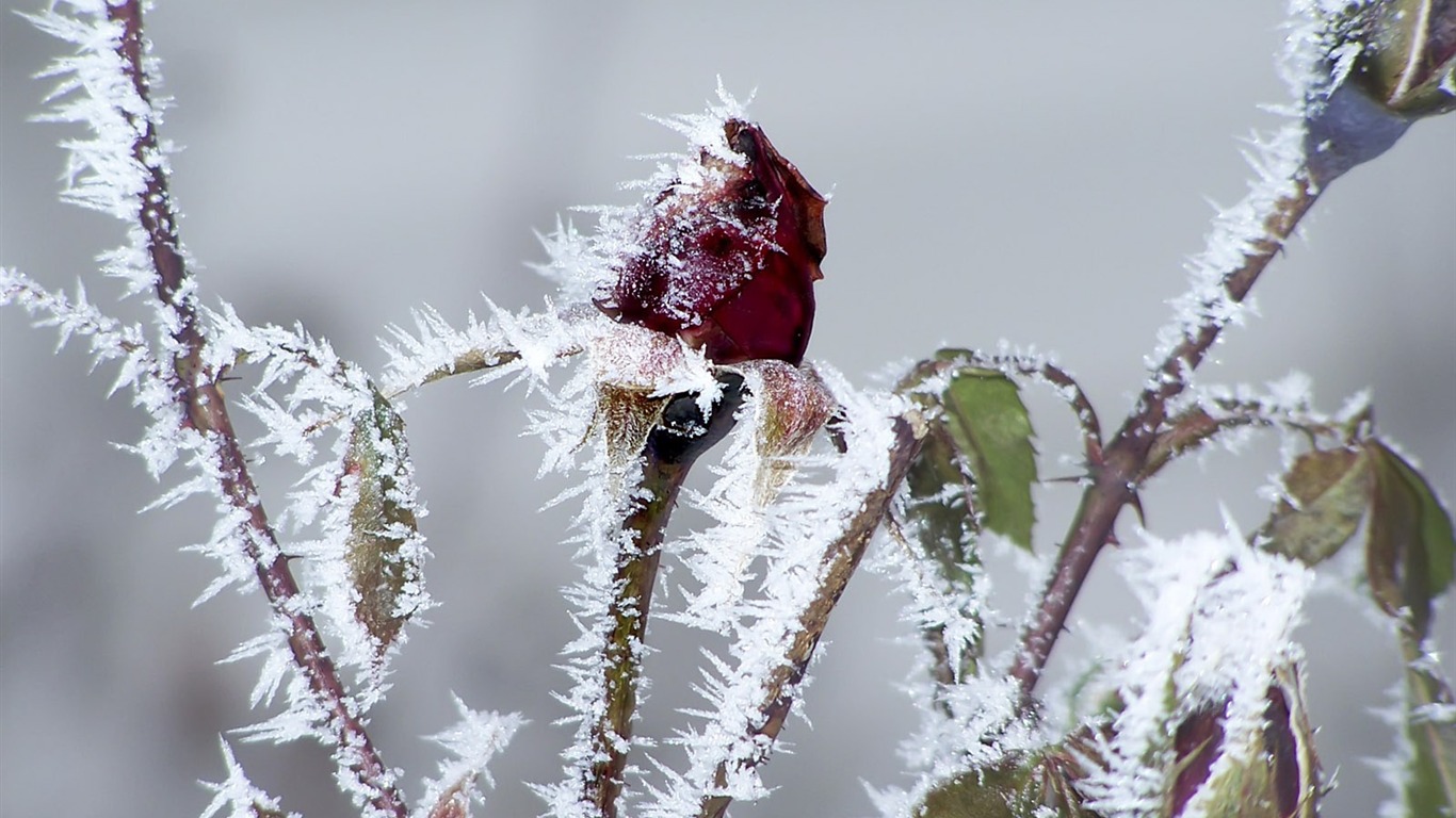 冰雪植物壁纸专辑6 - 1366x768