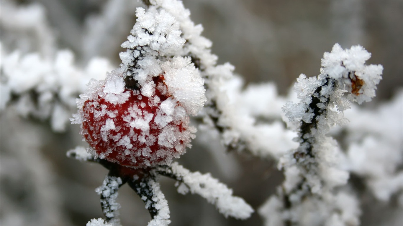 冰雪植物壁纸专辑7 - 1366x768