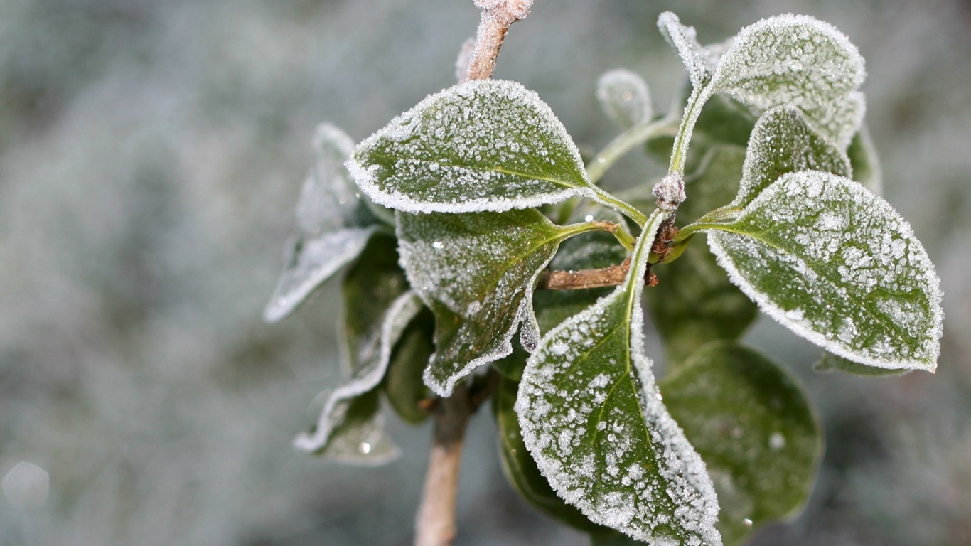 冰雪植物壁纸专辑8 - 1366x768