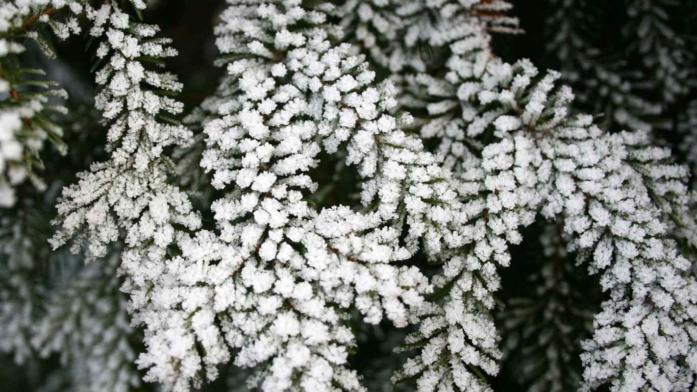 Ice plant Wallpapers Album #9 - 1366x768