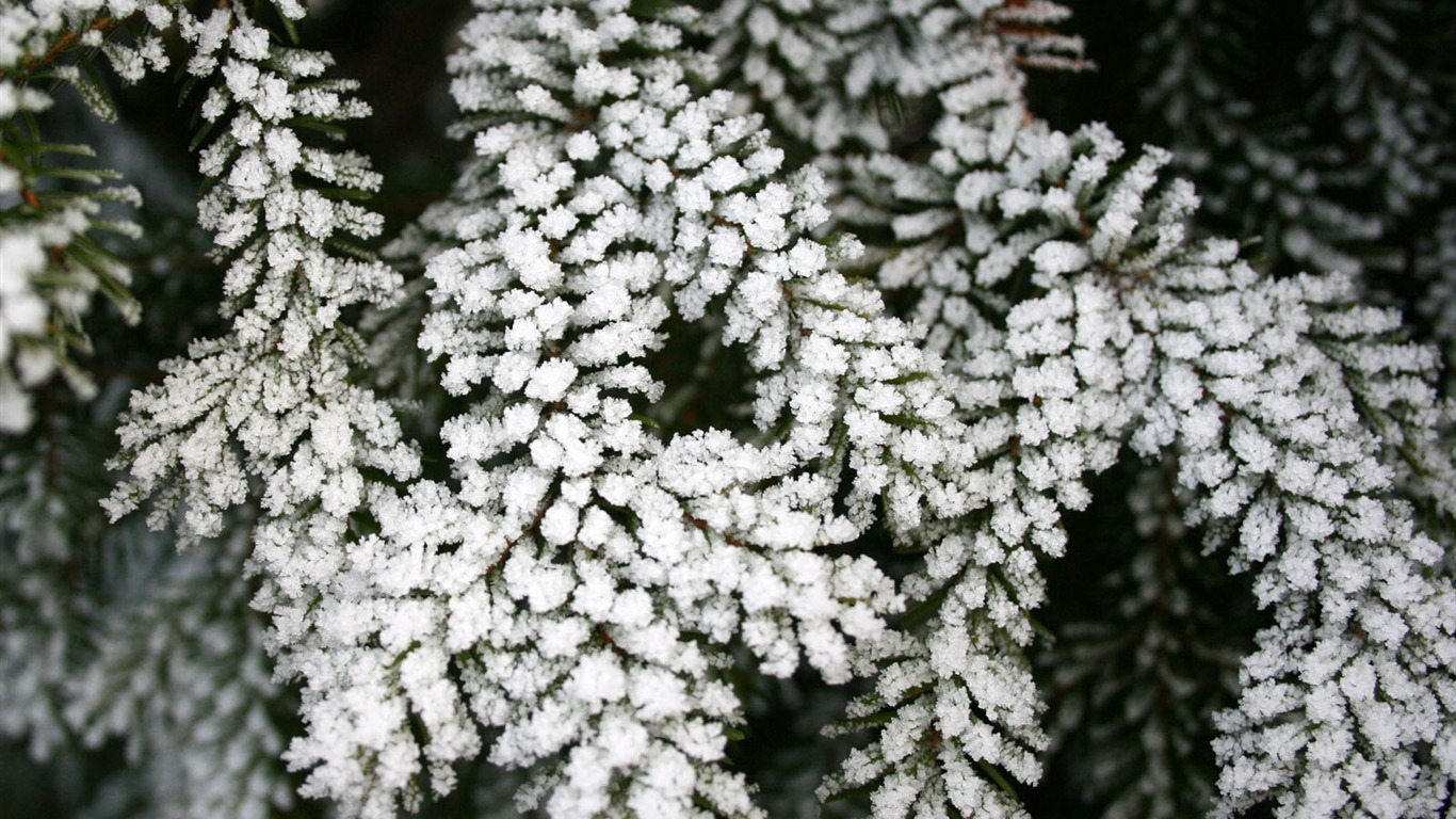 冰雪植物壁纸专辑9 - 1366x768