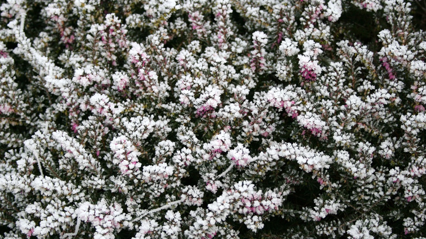 冰雪植物壁纸专辑10 - 1366x768