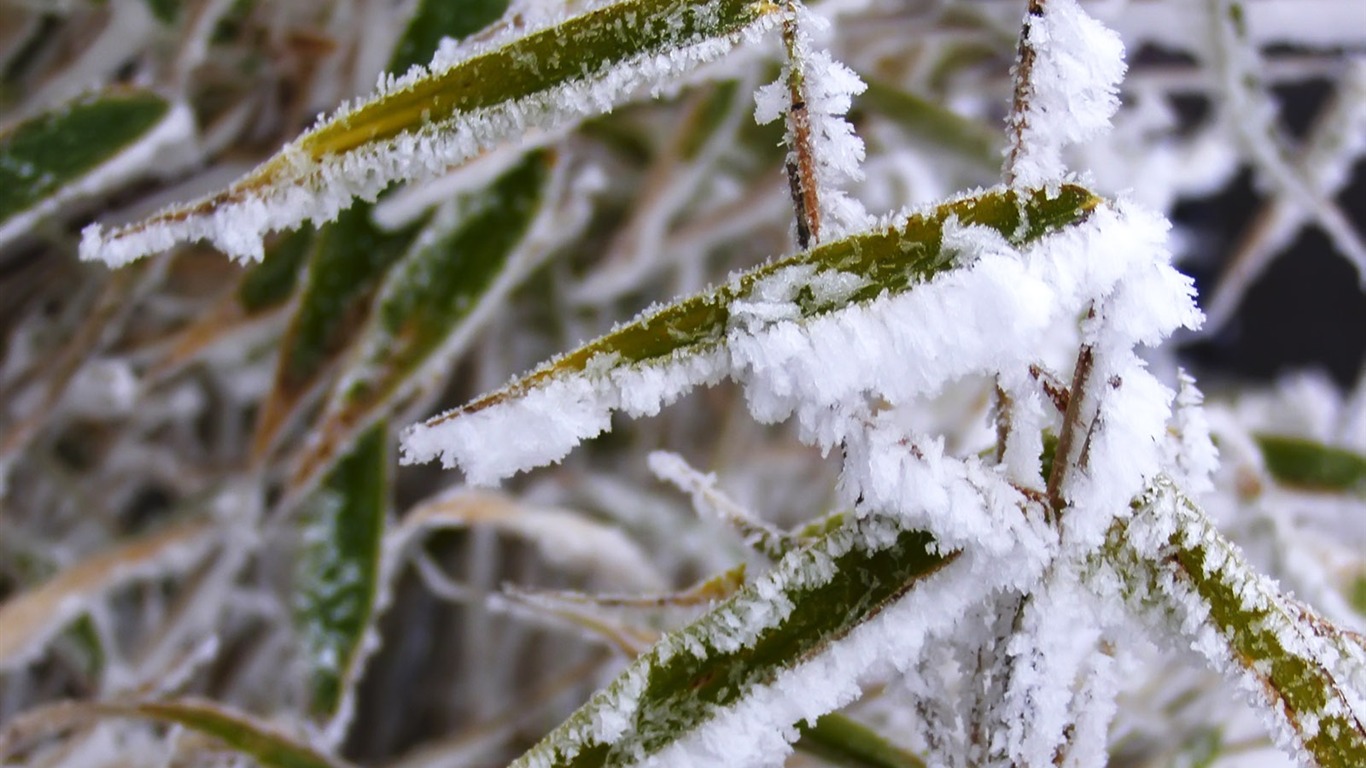 冰雪植物壁纸专辑11 - 1366x768