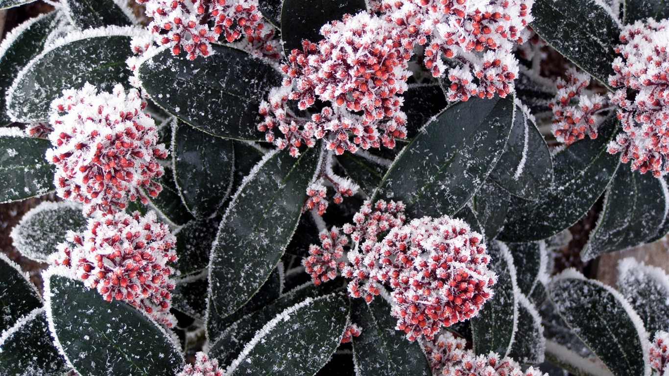 冰雪植物壁紙專輯 #12 - 1366x768