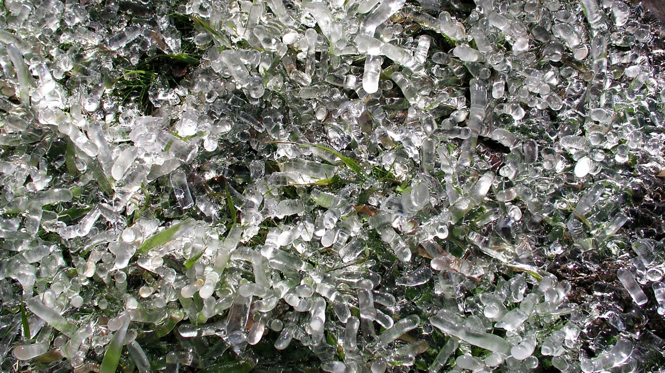Ice plant Wallpapers Album #13 - 1366x768