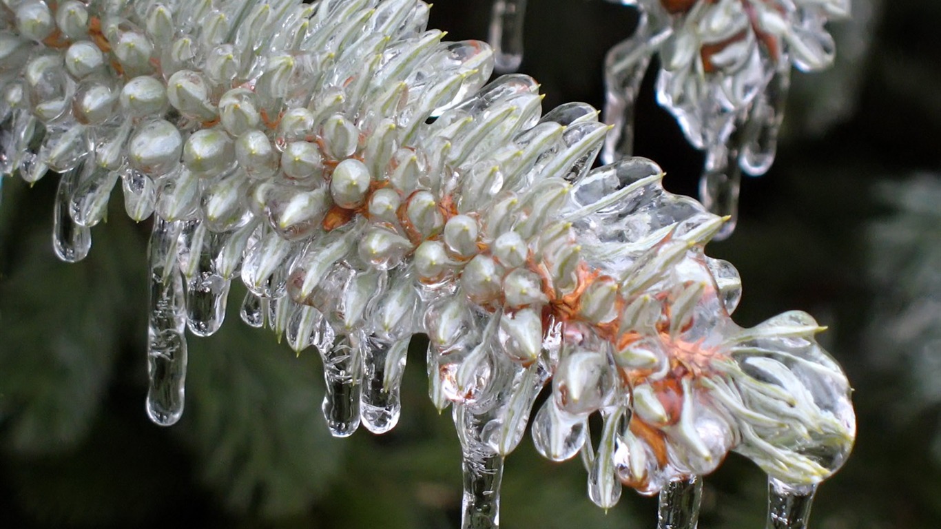 冰雪植物壁紙專輯 #14 - 1366x768