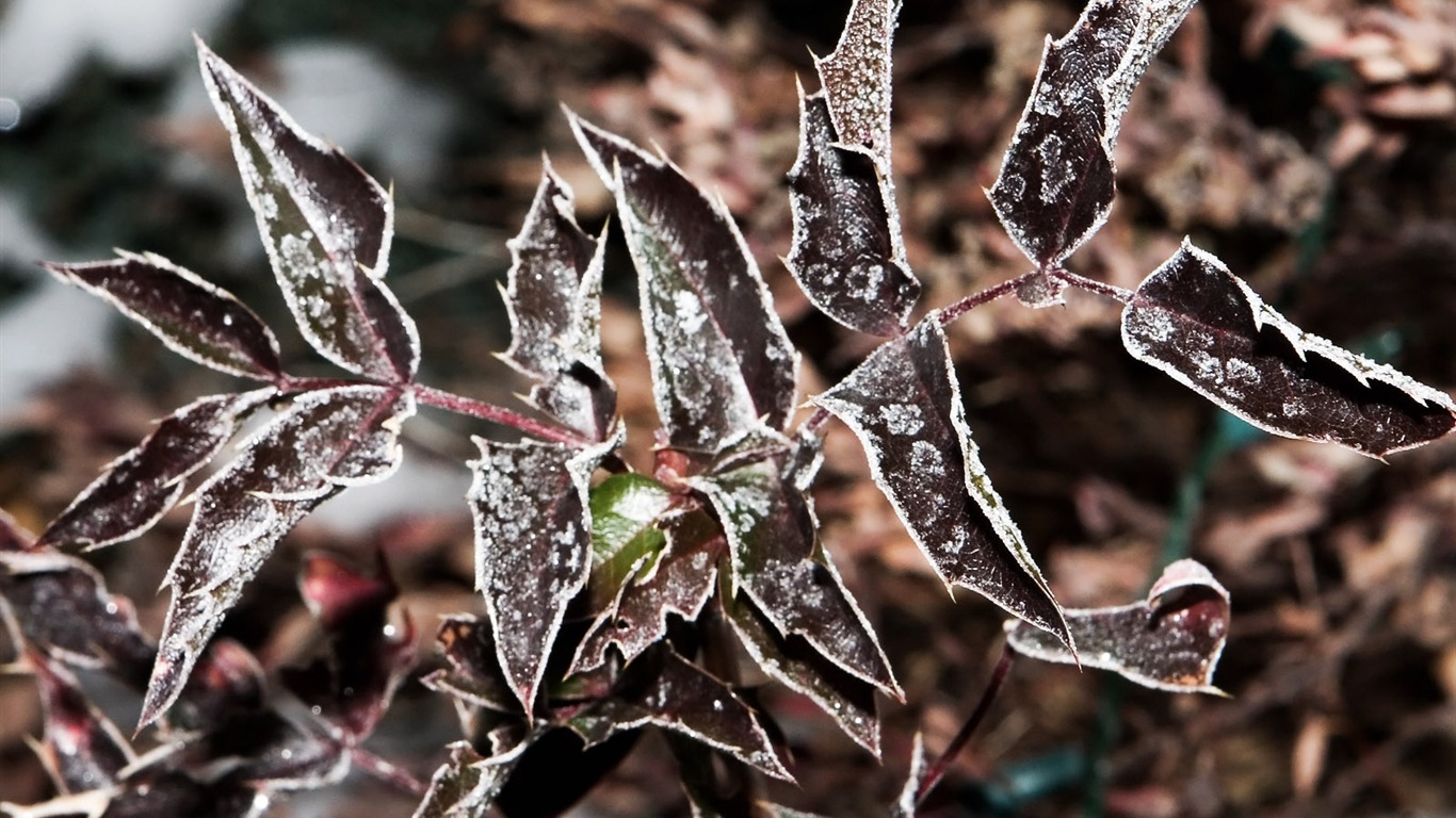 冰雪植物壁纸专辑15 - 1366x768