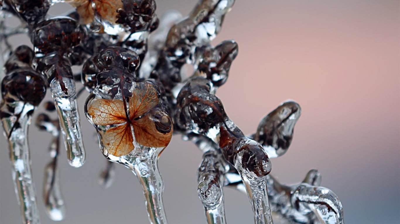 冰雪植物壁纸专辑16 - 1366x768