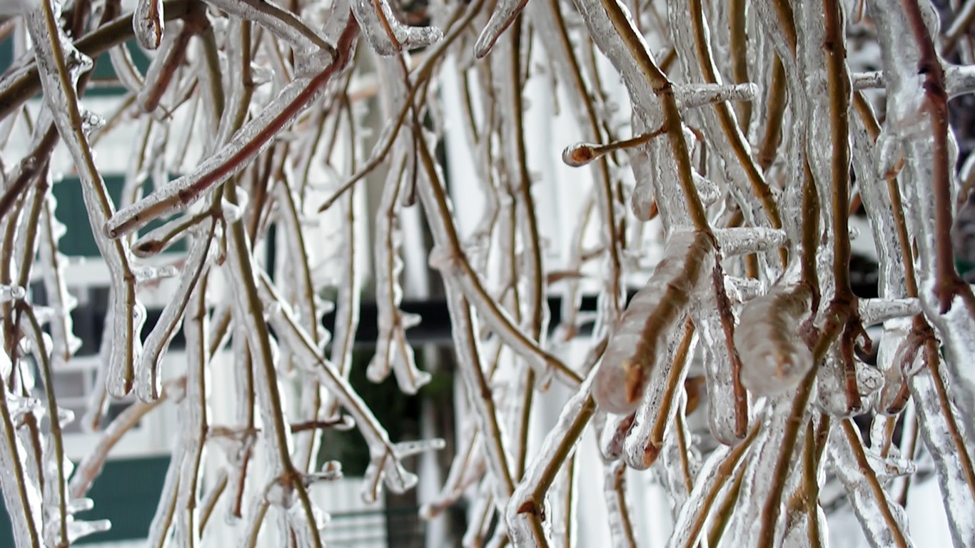 冰雪植物壁纸专辑17 - 1366x768