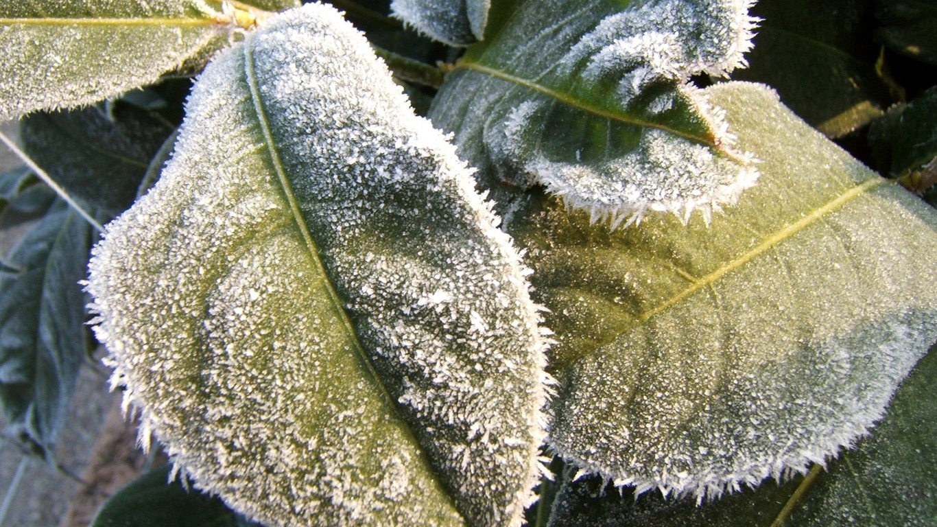 冰雪植物壁纸专辑18 - 1366x768