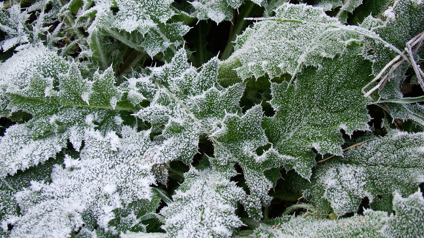 冰雪植物壁纸专辑19 - 1366x768