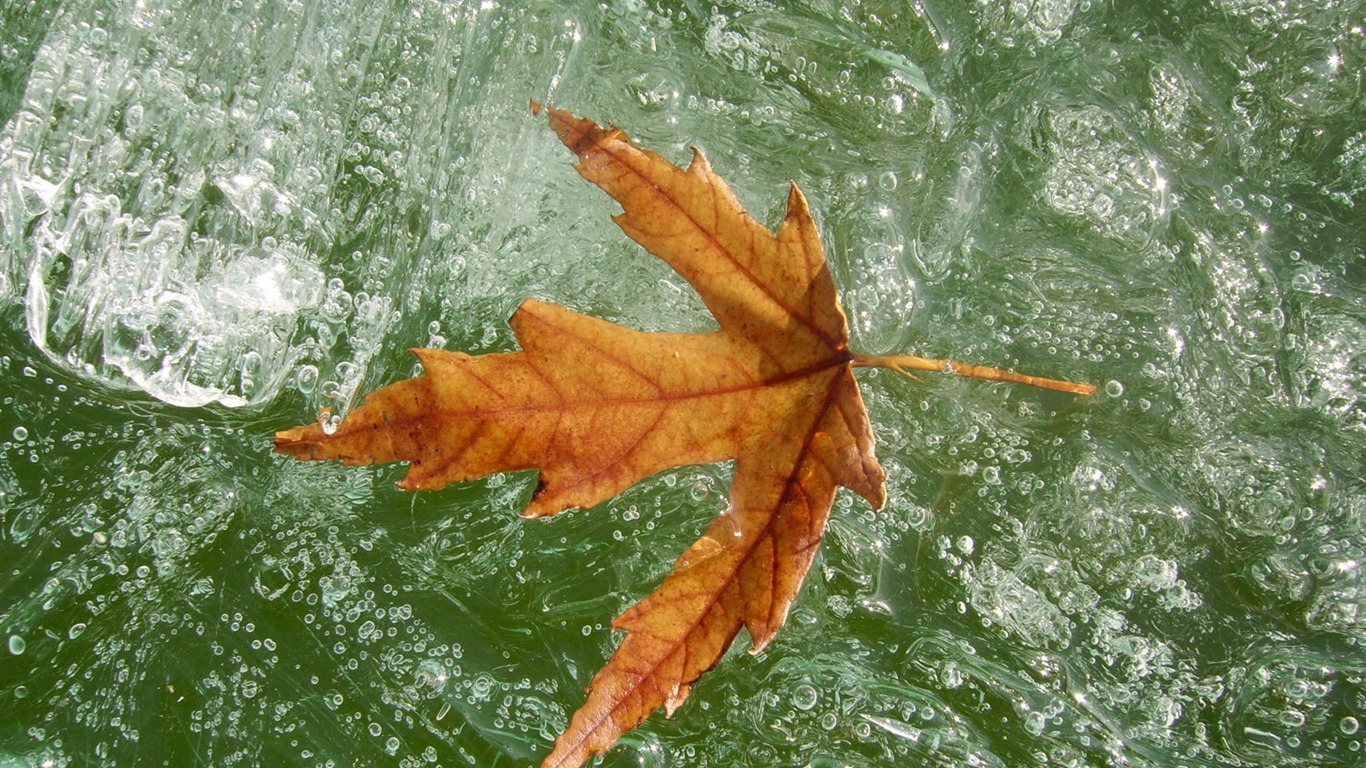 冰雪植物壁纸专辑20 - 1366x768