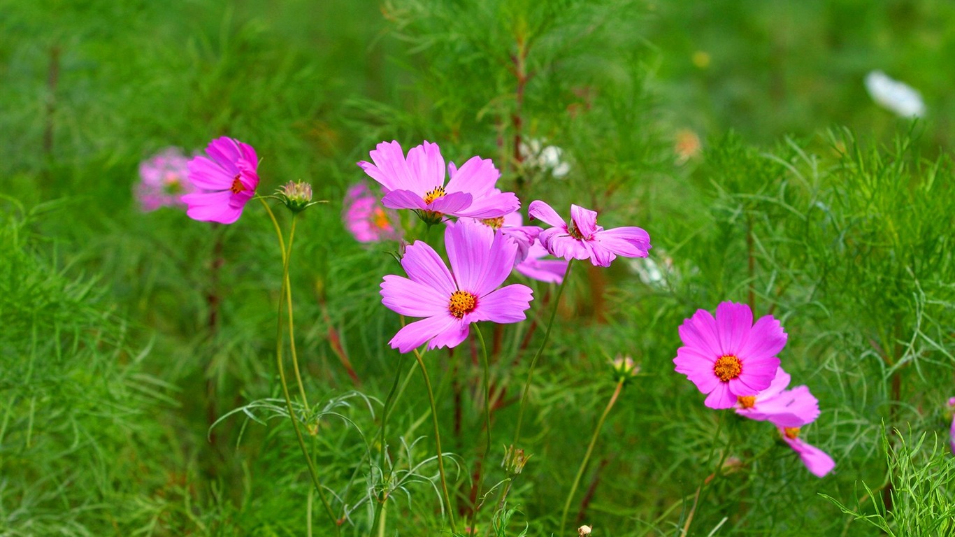 Autumn cosmos wallpaper #2 - 1366x768