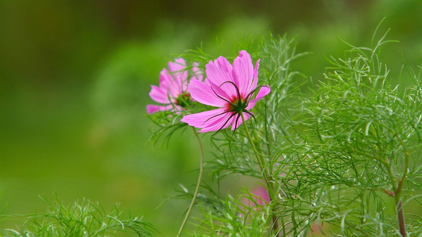 Autumn cosmos wallpaper #3 - 1366x768