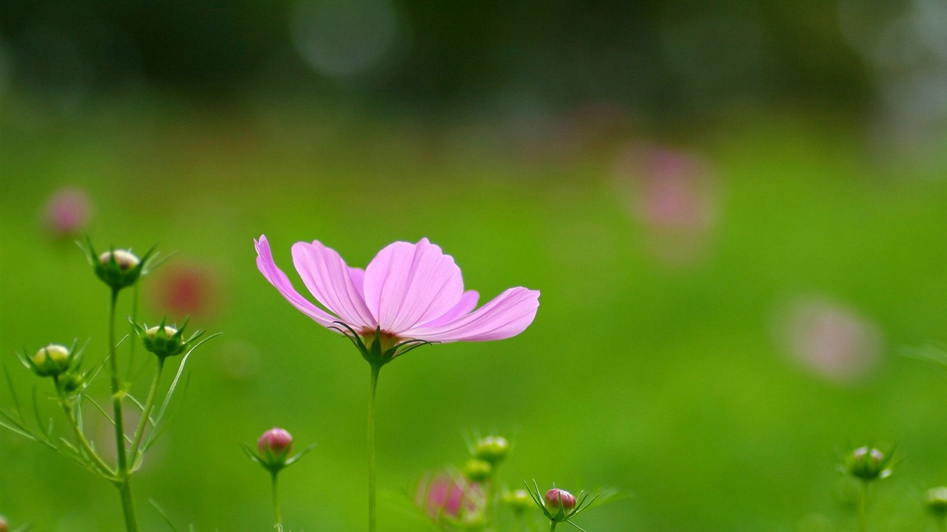 秋天的大波斯菊壁纸专辑5 - 1366x768