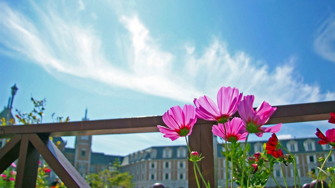 Autumn cosmos wallpaper #6 - 1366x768