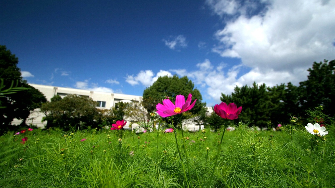 Autumn cosmos wallpaper #15 - 1366x768