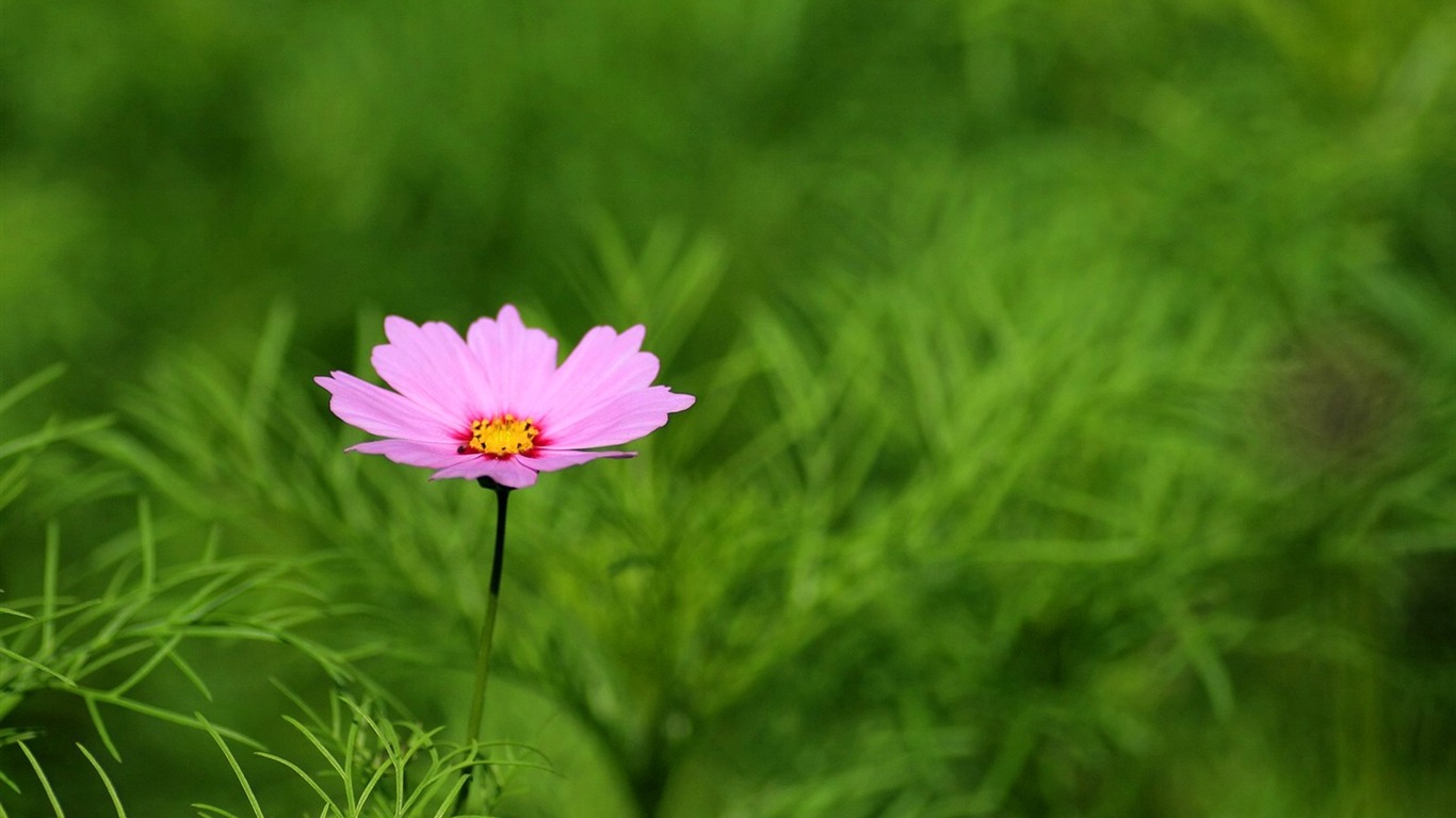 Autumn cosmos wallpaper #17 - 1366x768