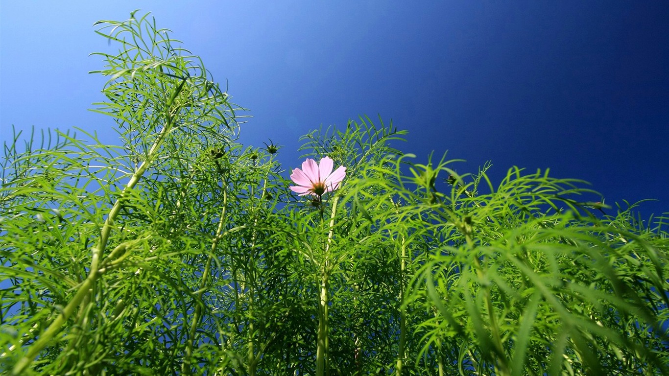 podzim kosmu wallpaper #21 - 1366x768