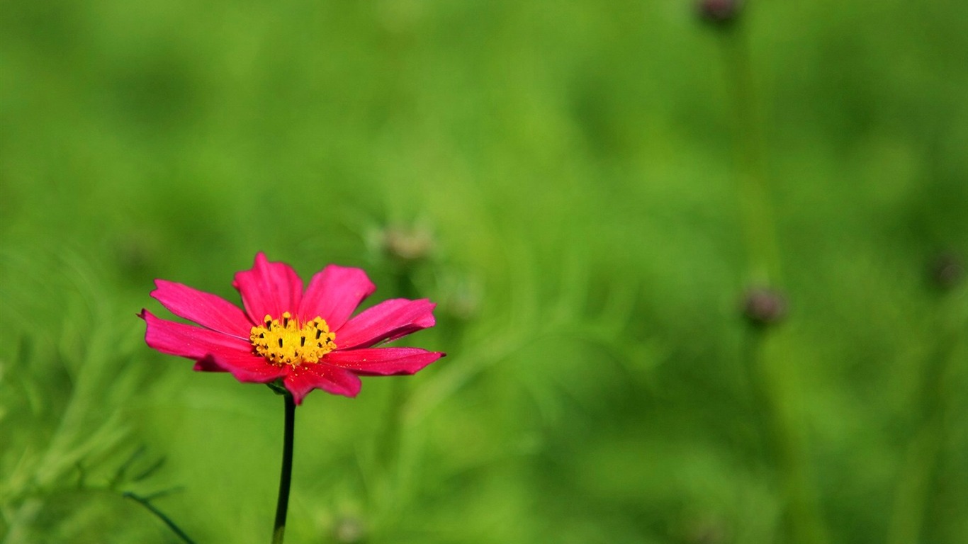 Otoño cosmos fondo de pantalla #25 - 1366x768