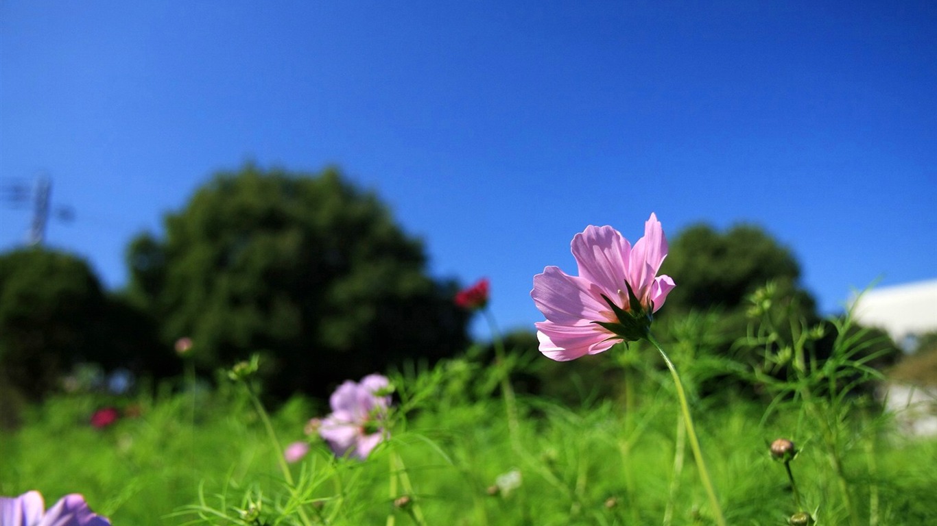 秋天的大波斯菊壁紙專輯 #27 - 1366x768