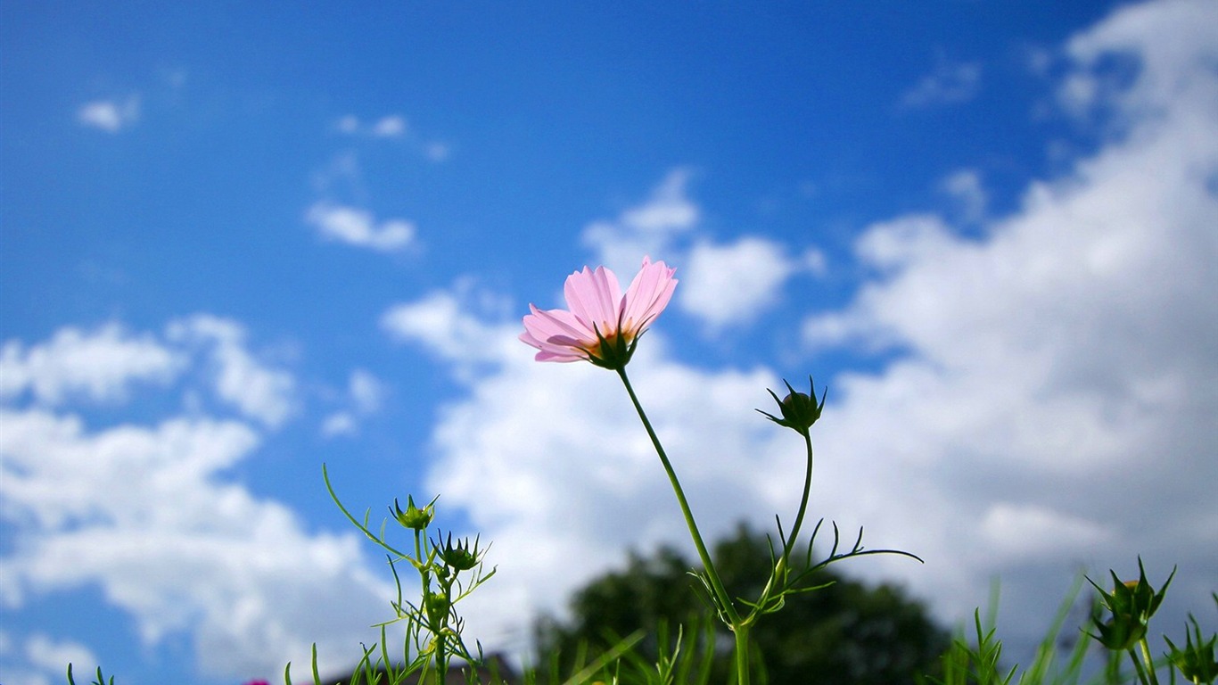 Automne cosmos fond d'écran #28 - 1366x768