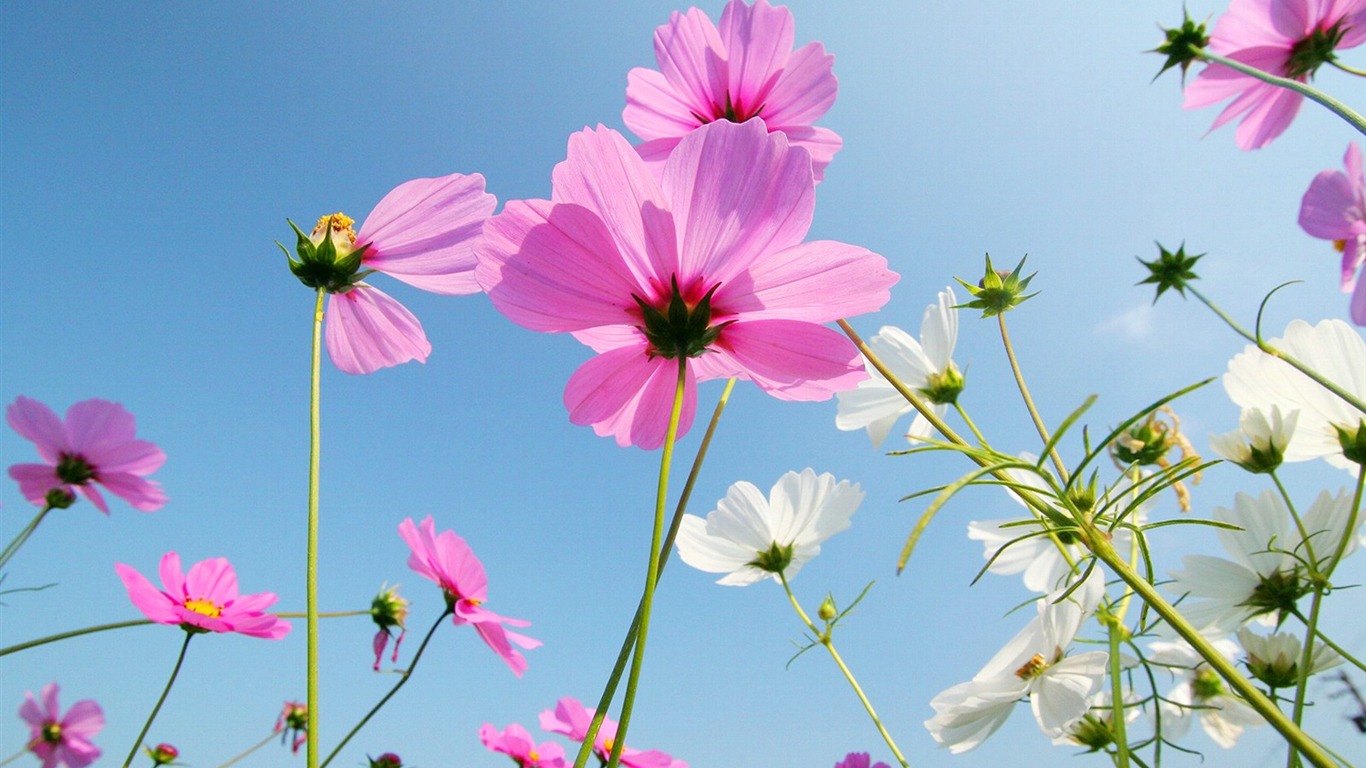 Otoño cosmos fondo de pantalla #29 - 1366x768